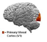 cortex visual primario